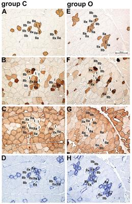 Expression of Myosin Heavy Chain and Some Energy Metabolism-Related Genes in the Longissimus Dorsi Muscle of Krškopolje Pigs: Effect of the Production System